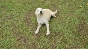 Cachorro raça SRD idade 7 a 11 meses nome Branquinha