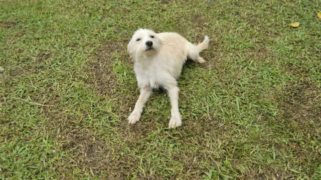 Cachorro ra a SRD idade 7 a 11 meses nome Branquinha