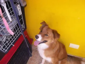 Cachorro raça SRD idade  nome URSO
