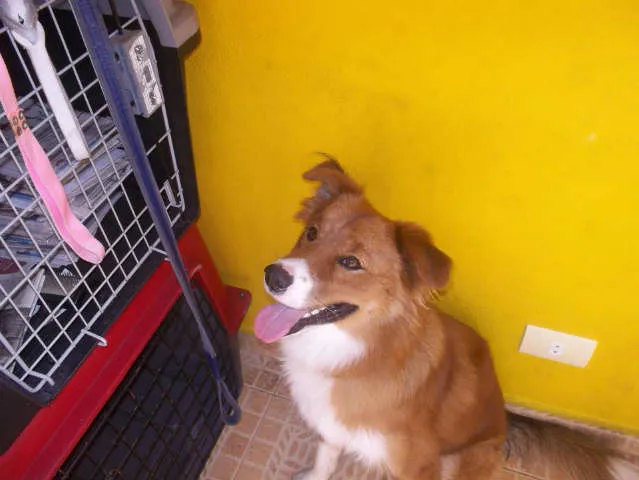 Cachorro ra a SRD idade nome URSO