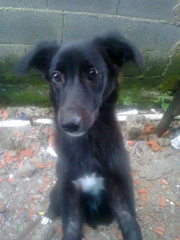 Cachorro ra a SRD idade 7 a 11 meses nome Santos