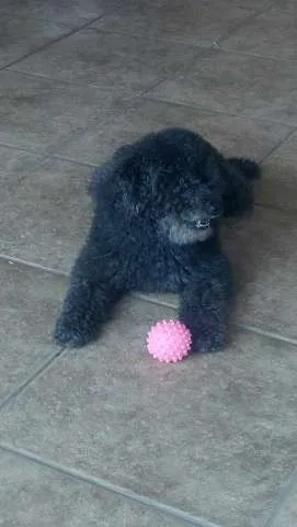 Cachorro raça Poodle idade 6 ou mais anos nome Robinho