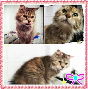 Gato raça SRD idade 6 ou mais anos nome Lady