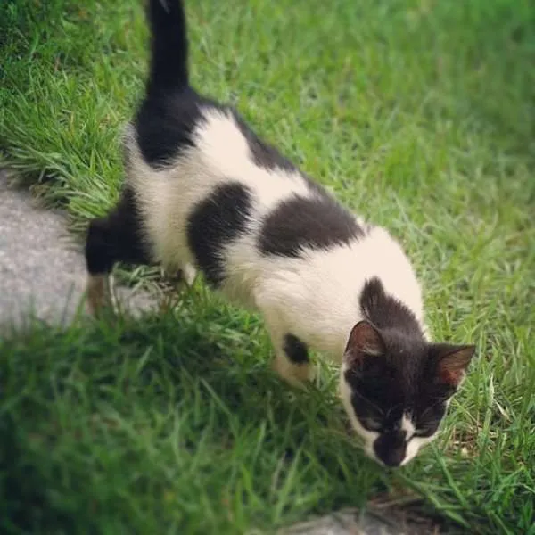 Gato ra a Vira lata idade 2 a 6 meses nome Nina