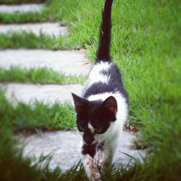 Gato ra a Vira lata idade 2 a 6 meses nome Nina