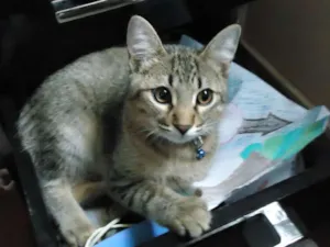 Gato raça SRD idade 2 a 6 meses nome TIGRE