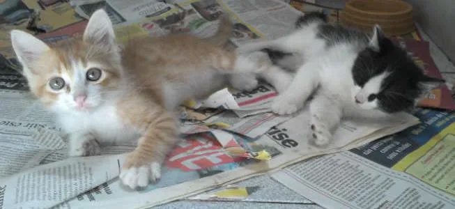 Gato ra a idade 2 a 6 meses nome Mio e Nero