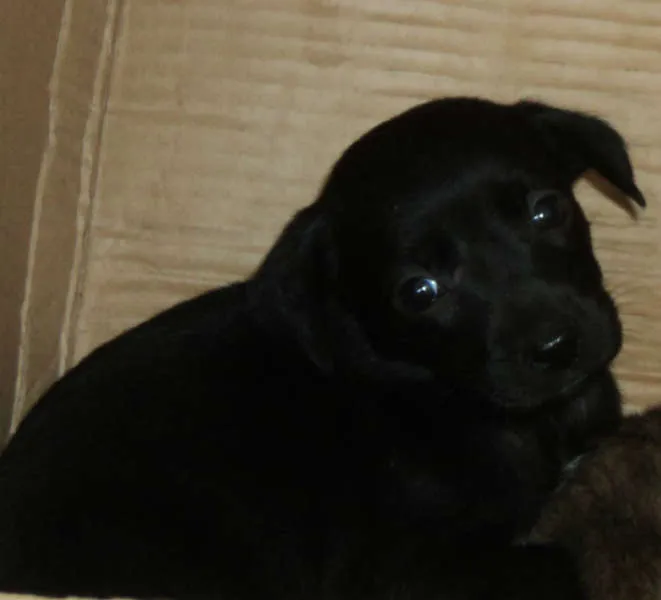 Cachorro ra a vira-lata idade 2 a 6 meses nome Pan
