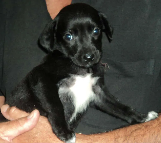 Cachorro ra a vira-lata idade 2 a 6 meses nome Tuba