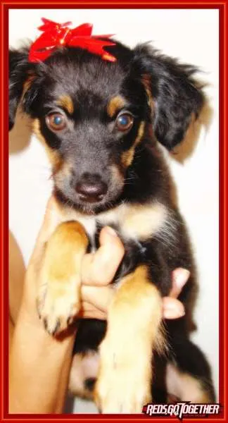 Cachorro ra a vira lata idade 2 a 6 meses nome vida