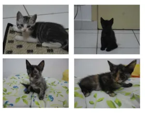 Gato raça  idade Abaixo de 2 meses nome Sem nome