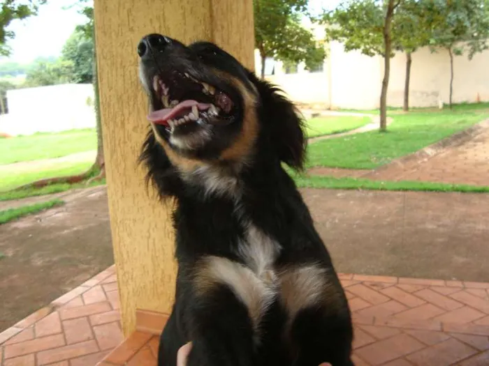 Cachorro ra a SRD idade 6 ou mais anos nome Negão