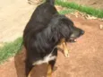 Negão