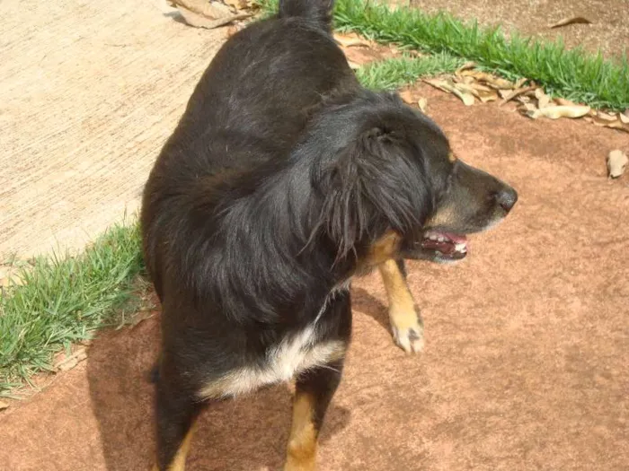 Cachorro ra a SRD idade 6 ou mais anos nome Negão