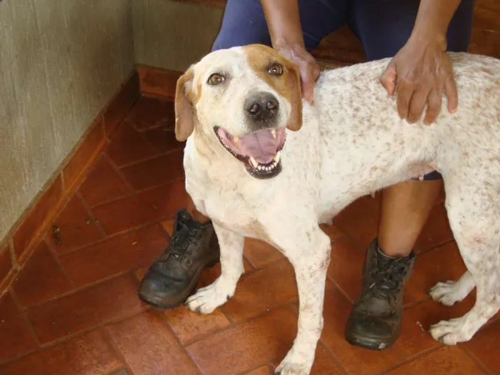 Cachorro ra a Mestiça de Perdigueiro idade 6 ou mais anos nome Mel