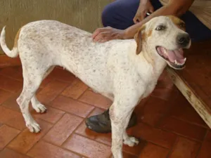 Cachorro raça Mestiça de Perdigueiro idade 6 ou mais anos nome Mel