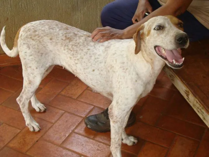 Cachorro ra a Mestiça de Perdigueiro idade 6 ou mais anos nome Mel