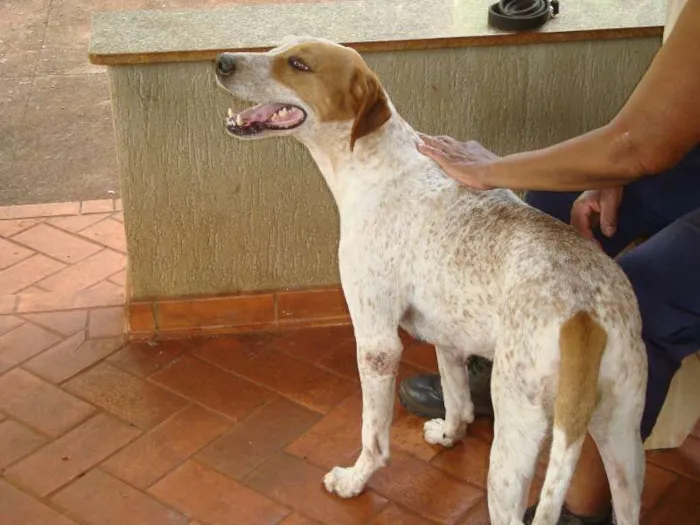 Cachorro ra a Mestiça de Perdigueiro idade 6 ou mais anos nome Mel
