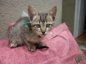 Gato raça SRD idade 2 a 6 meses nome Limaozinho