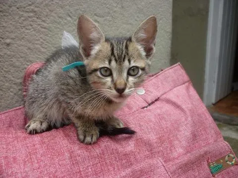 Gato ra a SRD idade 2 a 6 meses nome Limaozinho