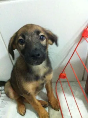 Cachorro raça SRD idade 2 a 6 meses nome Sem Nome