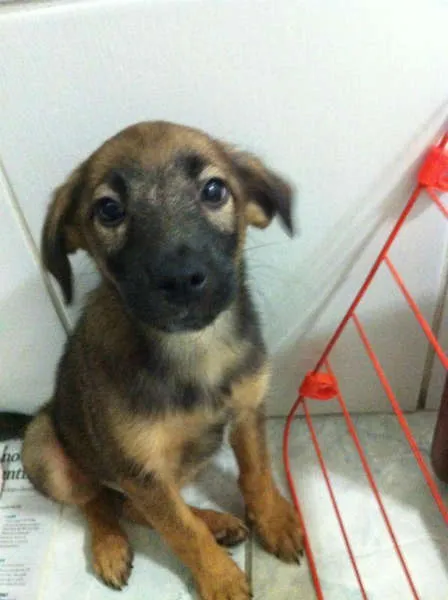 Cachorro ra a SRD idade 2 a 6 meses nome Sem Nome