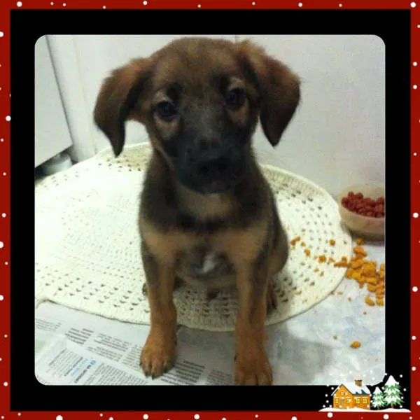 Cachorro ra a SRD idade 2 a 6 meses nome Sem Nome