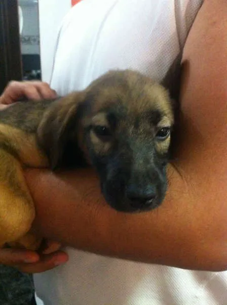 Cachorro ra a SRD idade 2 a 6 meses nome Sem Nome