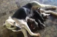 Cachorrinho