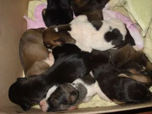 Cachorro raça SRD idade Abaixo de 2 meses nome Cachorrinho