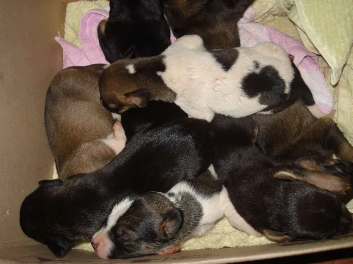 Cachorro ra a SRD idade Abaixo de 2 meses nome Cachorrinho