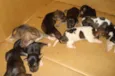 Cachorrinho