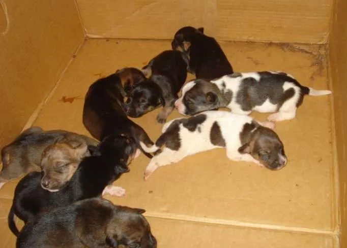 Cachorro ra a SRD idade Abaixo de 2 meses nome Cachorrinho