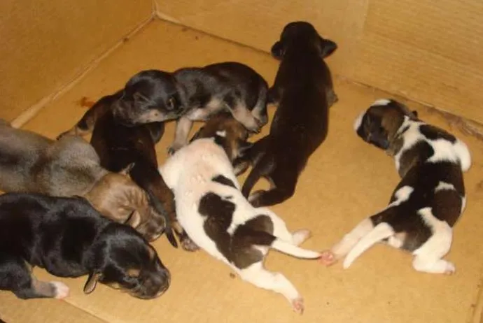 Cachorro ra a SRD idade Abaixo de 2 meses nome Cachorrinho