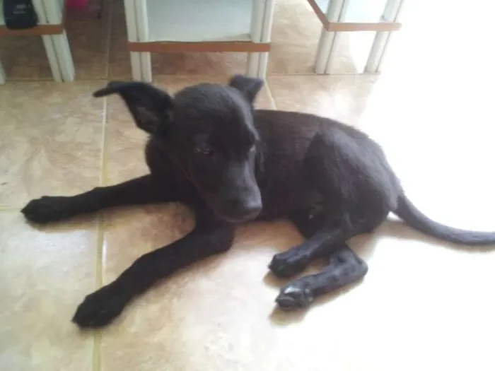 Cachorro raça Vira-Lata idade 2 a 6 meses nome Lobinho