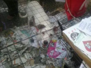 Gato raça SRD idade 2 anos nome SÃO VICENTE