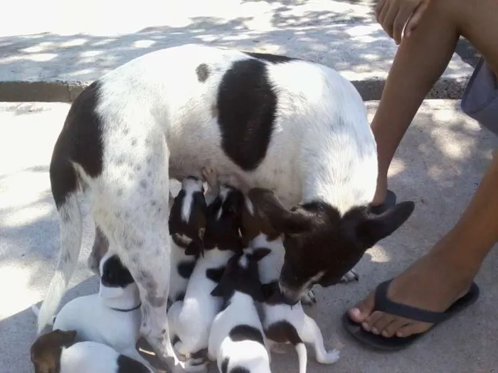 Cachorro raça Sem raça definida idade 2 a 6 meses nome sem nome