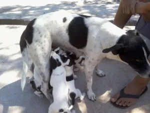 Cachorro raça Sem raça definida idade 2 a 6 meses nome sem nome