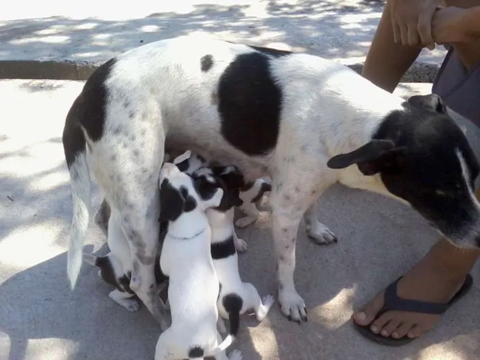 Cachorro raça Sem raça definida idade 2 a 6 meses nome sem nome