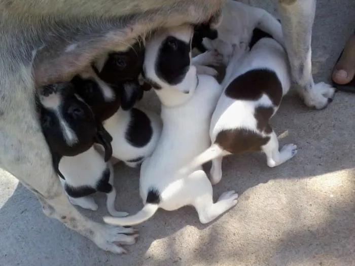 Cachorro raça Sem raça definida idade 2 a 6 meses nome sem nome