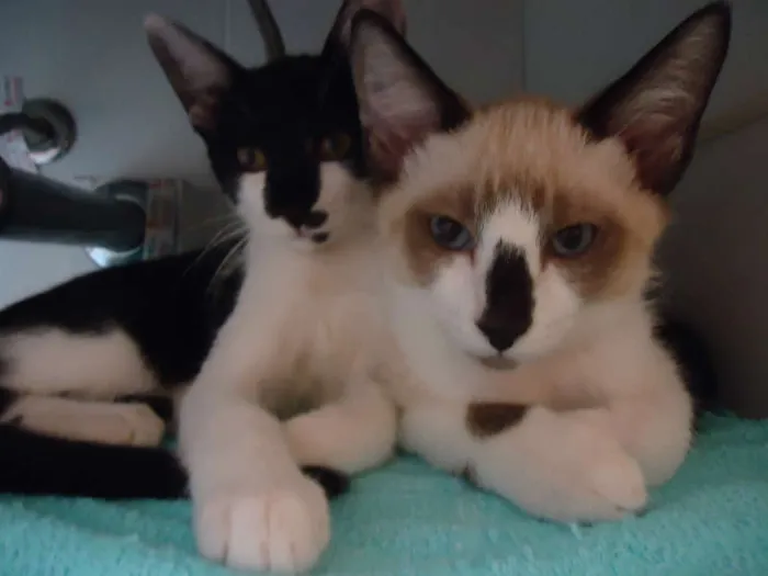 Gato ra a SRD idade 2 a 6 meses nome Cappuccino Chocolá