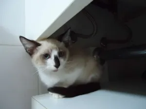 Gato raça SRD idade 2 a 6 meses nome Cappuccino Chocolá