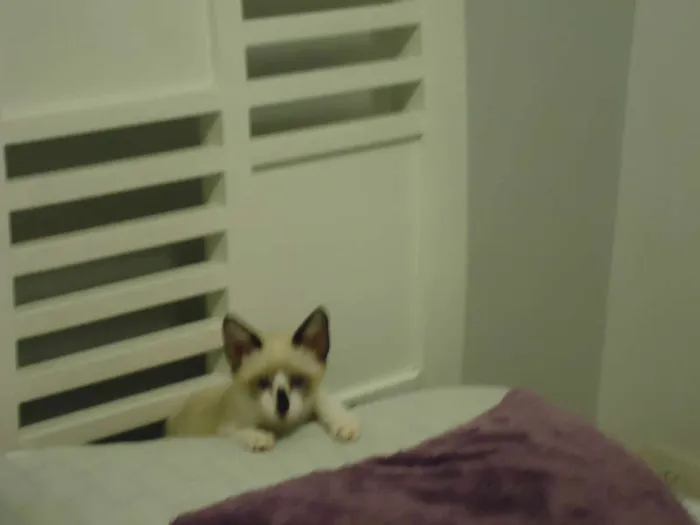 Gato ra a SRD idade 2 a 6 meses nome Cappuccino Chocolá