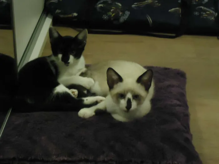 Gato ra a SRD idade 2 a 6 meses nome Cappuccino Chocolá