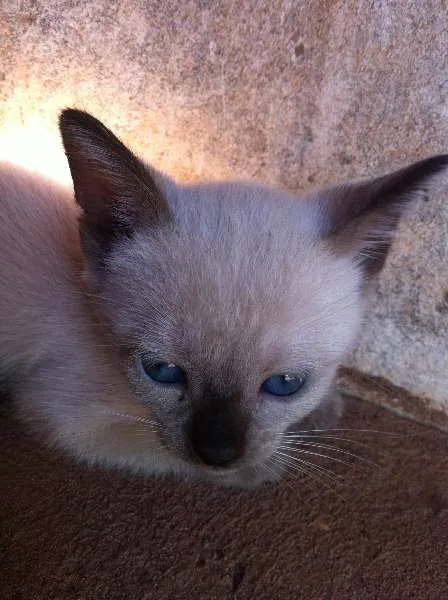 Gato ra a SRD idade Abaixo de 2 meses nome Gatinhos lindos