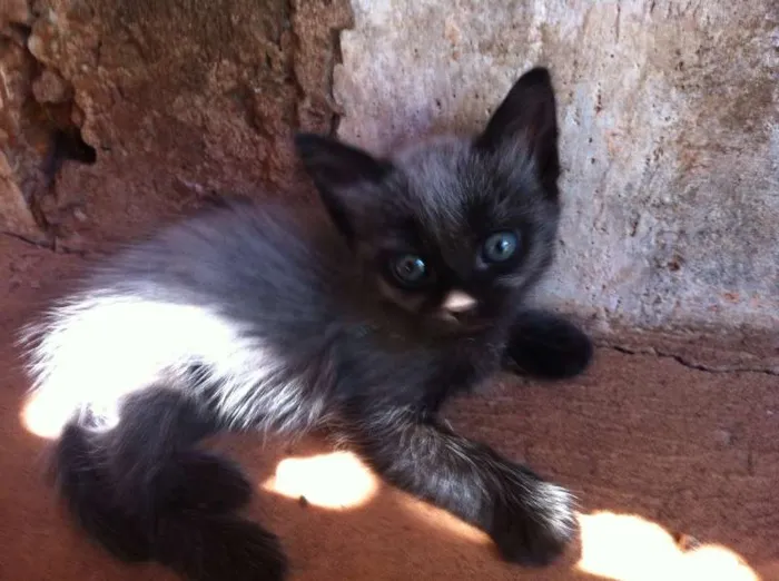 Gato ra a SRD idade Abaixo de 2 meses nome Gatinhos lindos