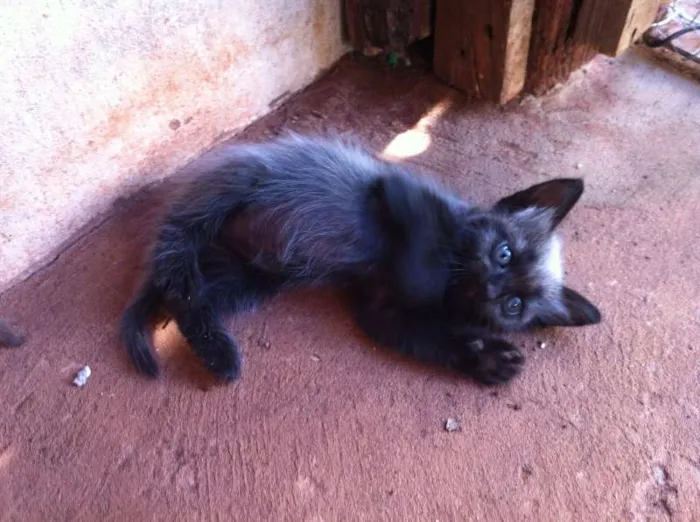 Gato ra a SRD idade Abaixo de 2 meses nome Gatinhos lindos