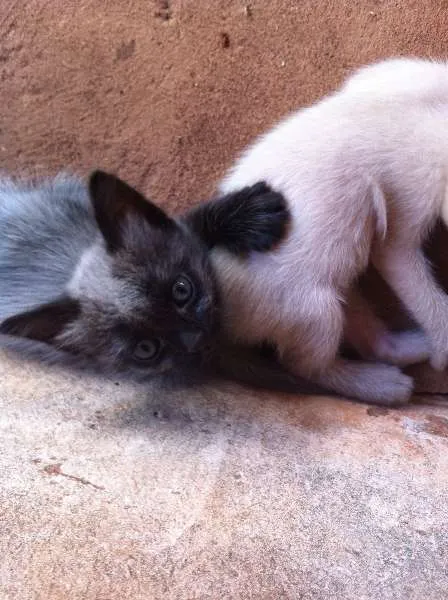 Gato ra a SRD idade Abaixo de 2 meses nome Gatinhos lindos