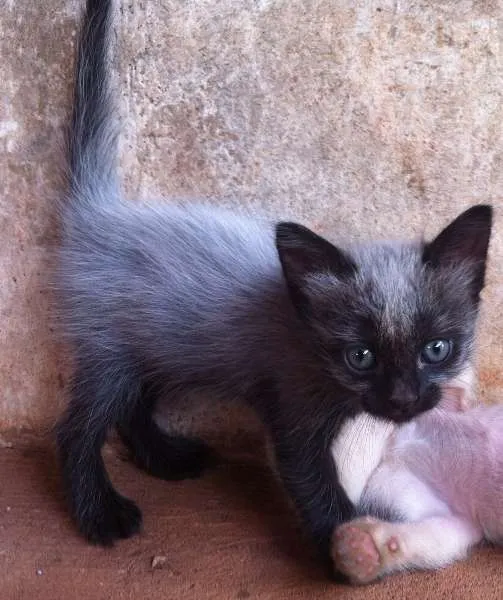 Gato ra a SRD idade Abaixo de 2 meses nome Gatinhos lindos