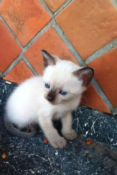 Gato ra a SRD idade Abaixo de 2 meses nome Gatinhos lindos